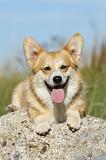 CORGI PEMBROKE 802
